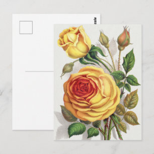 Cartão Postal Arte Botânica Vintage Rosa Amarela e Laranja do Pô