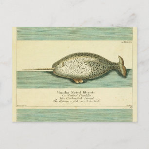 Cartão Postal Arte Científica Narral Antiquada Por Cores De Bale