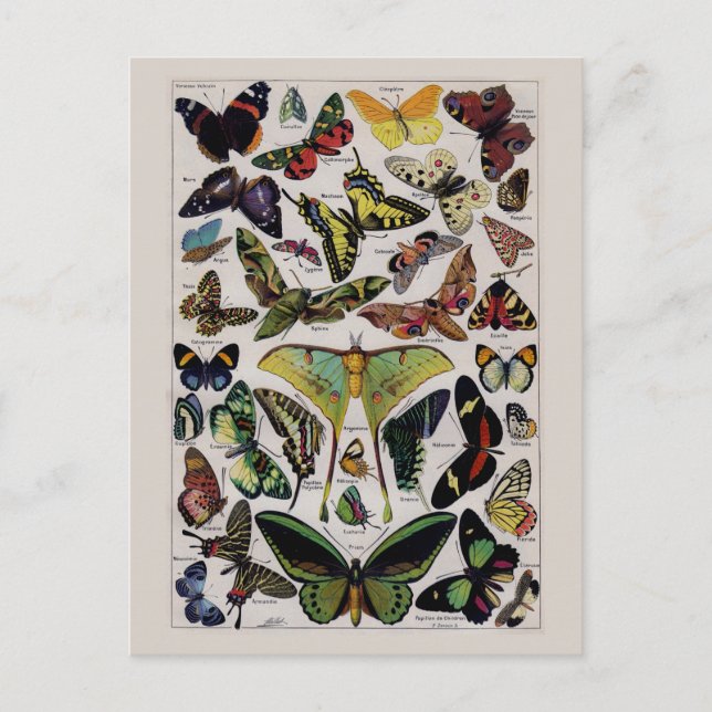 Cartão Postal Arte da mariposa de borboletas (Frente)