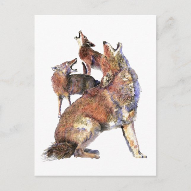 Cartão Postal Arte da Natureza Animal de Coyotes Uivando em Aqua (Frente)
