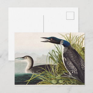 Cartão Postal Arte da Natureza com Ave Mergulhão-do-commons Vint