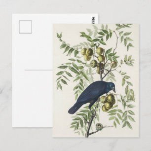Cartão Postal Arte da Natureza de Pássaros do Corvo Americano Au