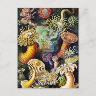 Cartão Postal Arte da Natureza por Ernst Haeckel