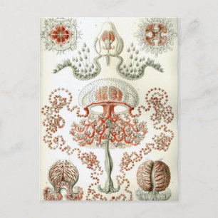 Cartão Postal Arte da Natureza Vintage Ernst Haeckel Anthomedusa