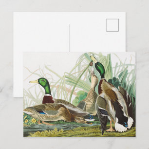 Cartão Postal Arte da Vida Selvagem do Pato-real de Audubon Anti