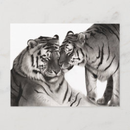 Cartão Postal Arte de Amor de Tigre - Design de Vida Selvagem Pi