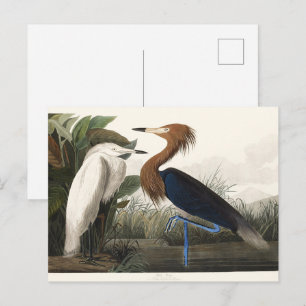 Cartão Postal Arte de Ave Egreta Vermelha Vintage Audubon