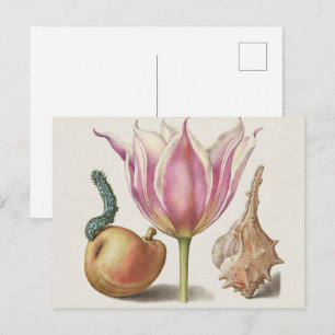 Cartão Postal Arte de Caligrafia da Renascença Tulipa Rosa e Per