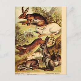 Cartão Postal Arte de Desanexação do Coelho Vintage Hare Bunny E