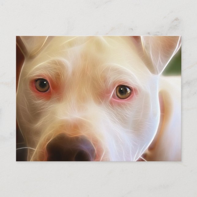 Cartão Postal Arte de Fotografia de Olhos de Cachorro Pitbull Fi (Frente)