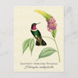 Cartão Postal Arte de Hummingbird Ameaçada por Ametist