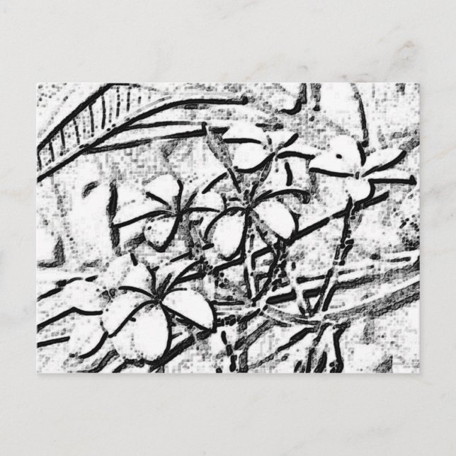Cartão Postal Arte de Lápis Frangipani (Frente)