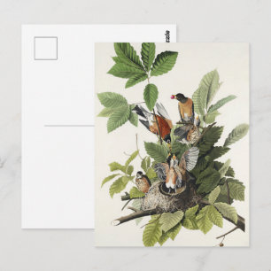Cartão Postal Arte de ninho de pássaro do antigo Robin Americano