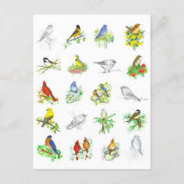 Cartão Postal Arte de Ornitologia de Frango Cardeal de Aves Blue