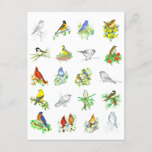 Cartão Postal Arte de Ornitologia de Frango Cardeal de Aves Blue