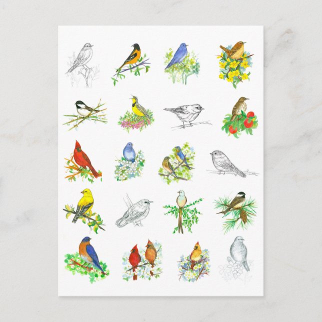 Cartão Postal Arte de Ornitologia de Frango Cardeal de Aves Blue (Frente)