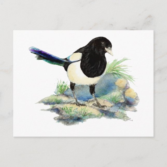 Cartão Postal Arte de Pássaro de Magpie com Aquarela Curiosa (Frente)