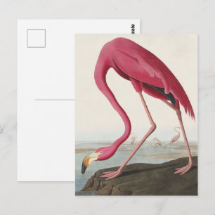 Cartão Postal Arte de Pássaro Rosa Flamingo Americano Vintage Au
