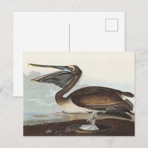 Cartão Postal Arte de Pássaros Costeiros Vintage Audubon Pelican