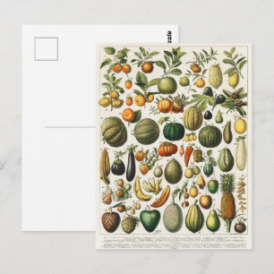 Cartão Postal Arte de Poster de Frutas Botânicas Francesas Vinta
