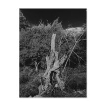 Arte de terror abstrato - bonecos na árvore do mor