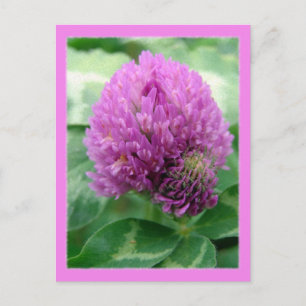 Cartão Postal Arte De Véu