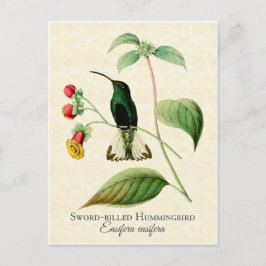 Cartão Postal Arte de Vintage com o Hummingbird Bilhado por Espa