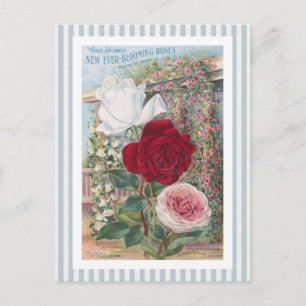 Cartão Postal Arte deFlorescência do vintage dos rosas