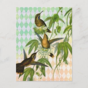 Cartão Postal Arte Digital Hummingbird