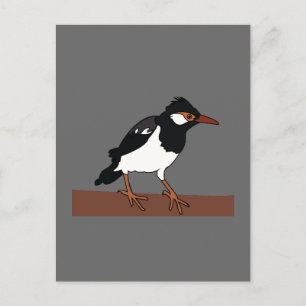 Cartão Postal Arte do Pássaro Myna Piebald Indiano