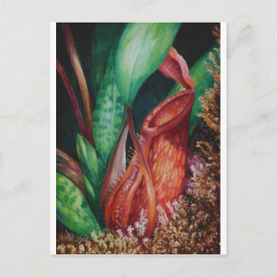 Cartão Postal Arte em Aquarela de Nepenthes de Bornéu