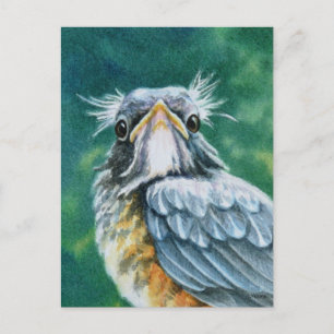 Cartão Postal Arte em Watercolor Robin Bird Americana