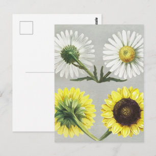 Cartão Postal Arte Floral Botânica de Girassol Daisy Vintage
