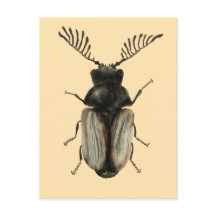 Arte Insect Lover: Besouro Legal