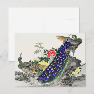 Cartão Postal Arte Japonesa, Peacock e Peony de Numata Kashu