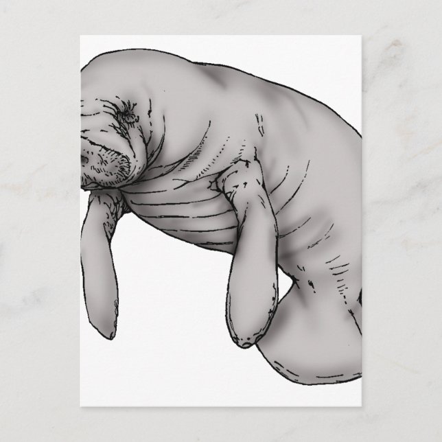 Cartão Postal arte manateada (Frente)