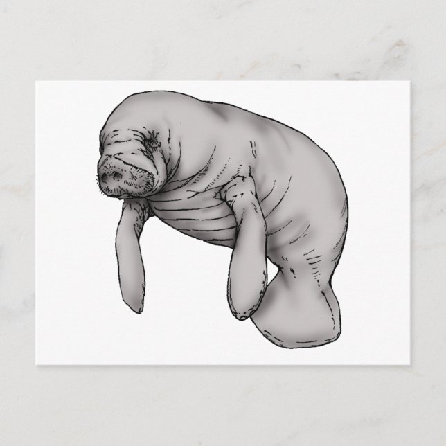 Cartão Postal arte manateada (Frente)