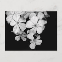 Arte Monocromático Vintage de Plumbago