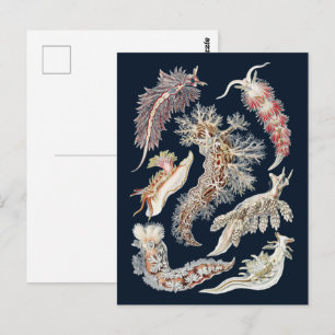 Cartão Postal Arte Oceânica de Nudibrânquio Vintage Haeckel