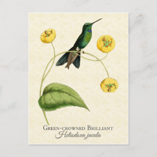 Cartão Postal Arte Verde Crowada Brilhante Hummingbird Vintage