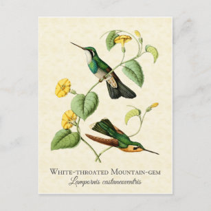 Cartão Postal Arte Vintage Gem Hummingbird
