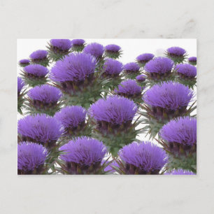 Cartão Postal Artichoke Blooms