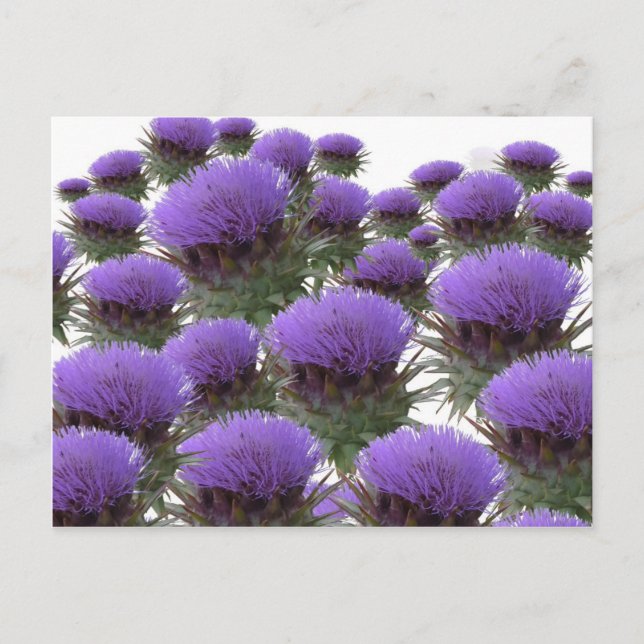 Cartão Postal Artichoke Blooms (Frente)