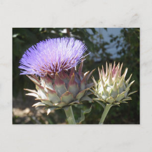 Cartão Postal Artichoke Flowers