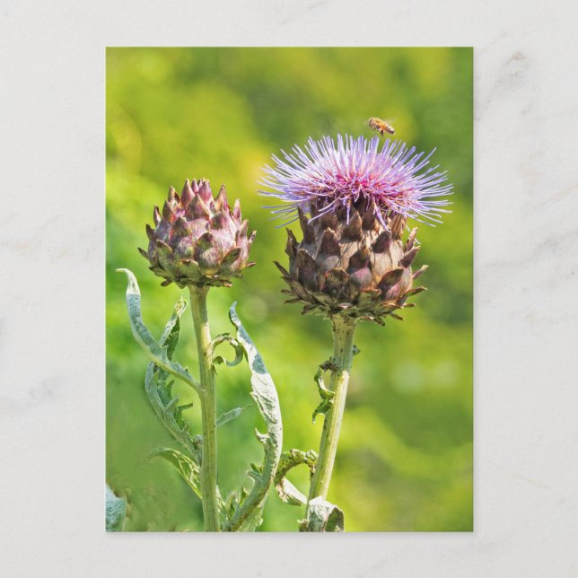 Cartão Postal Artichoke Thistle (Frente)