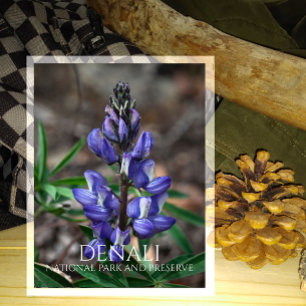 Cartão Postal Ártico de Lupine, Parque Nacional de Denali, Alas