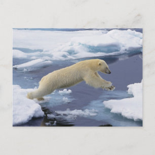 Cartão Postal Ártico, Svalbard, Urso Polar estendido
