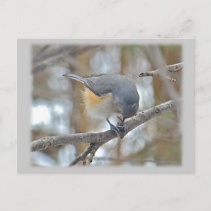 Cartão Postal Artigos com Titmouse tufado (Baeolophus bicolor)
