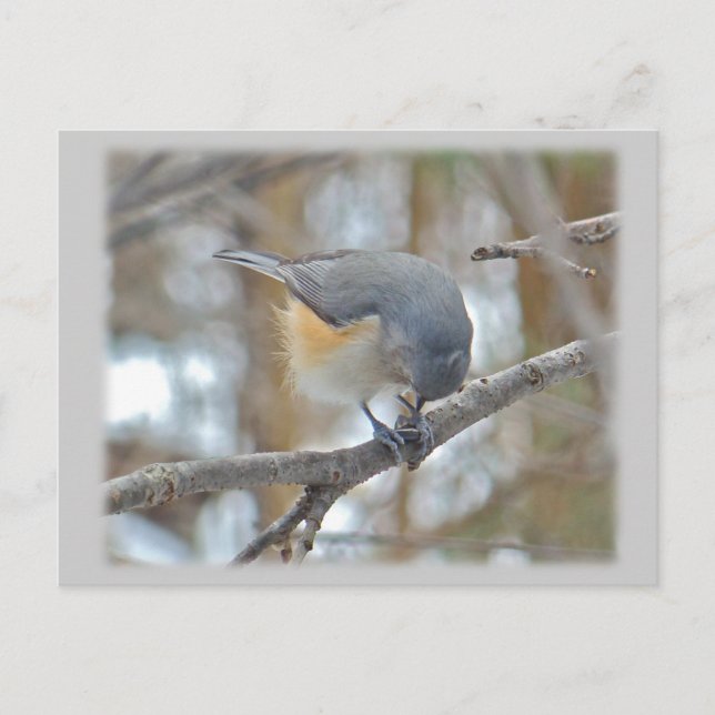 Cartão Postal Artigos com Titmouse tufado (Baeolophus bicolor) (Frente)