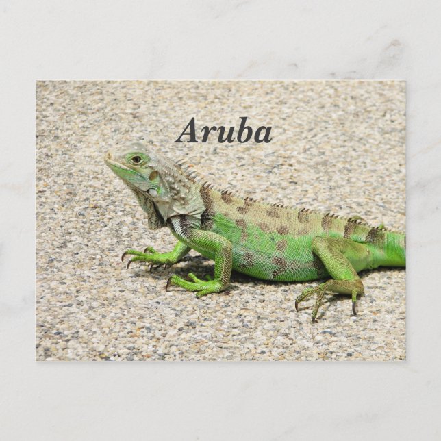 Cartão Postal Aruba Green Iguana (Frente)